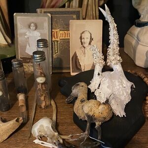 Vintage Curiosities Collection